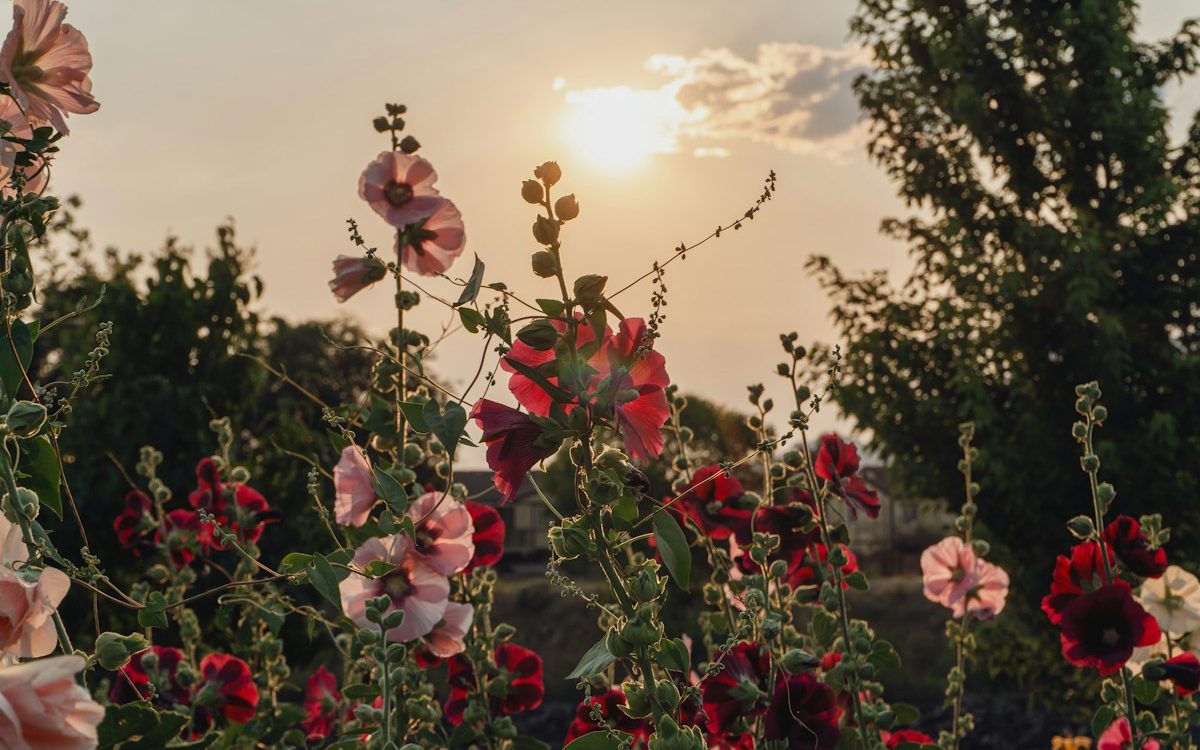 Planting Now for Summer Blooms